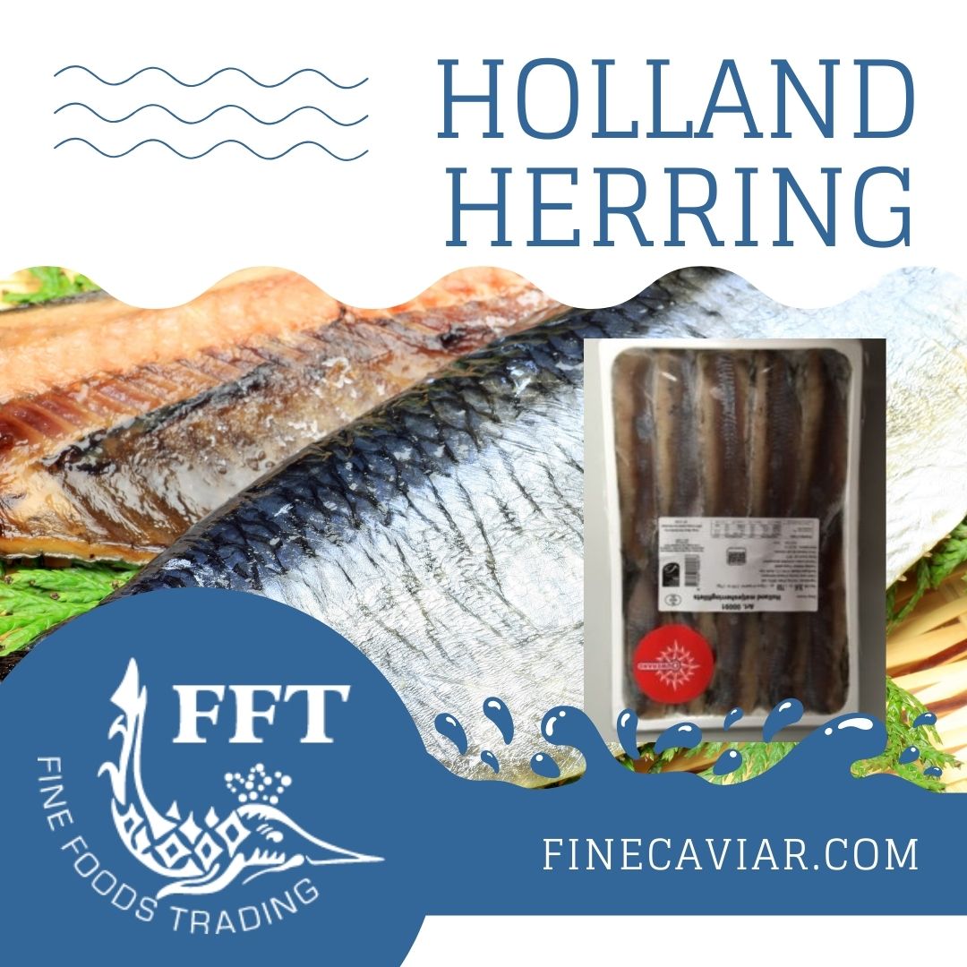 HOLLAND HERRING