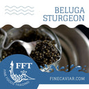 BELUGA STURGEON 20% OFF